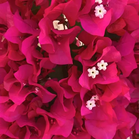 Pelagos Seafront - George Апартаменты Миртеа