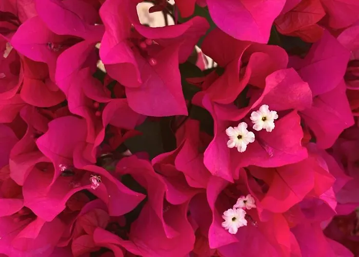 Pelagos Seafront - George Διαμέρισμα Μυρτιές